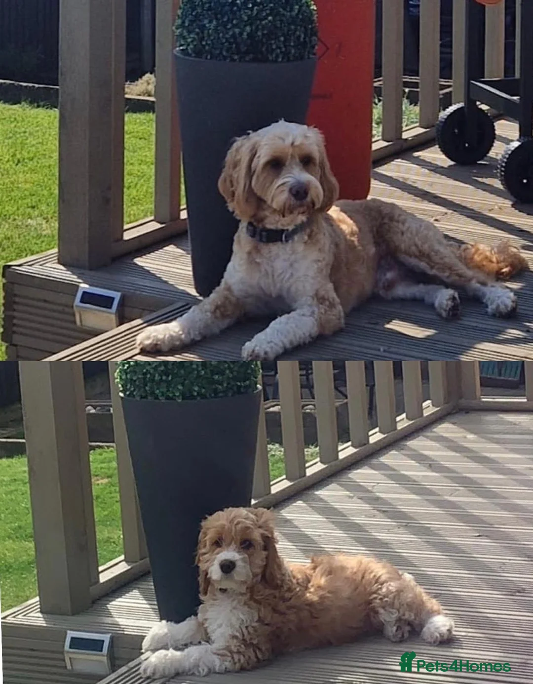 Cockapoo dogs for stud: Proven F1 cockerpoo for Stud in Sutton-in-Ashfield - Advert 8