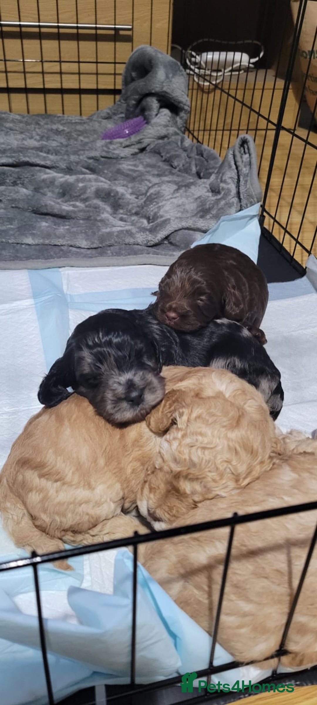 Cockapoo dogs for sale: 3 beautiful puppies for sale £1200 - Advert 2