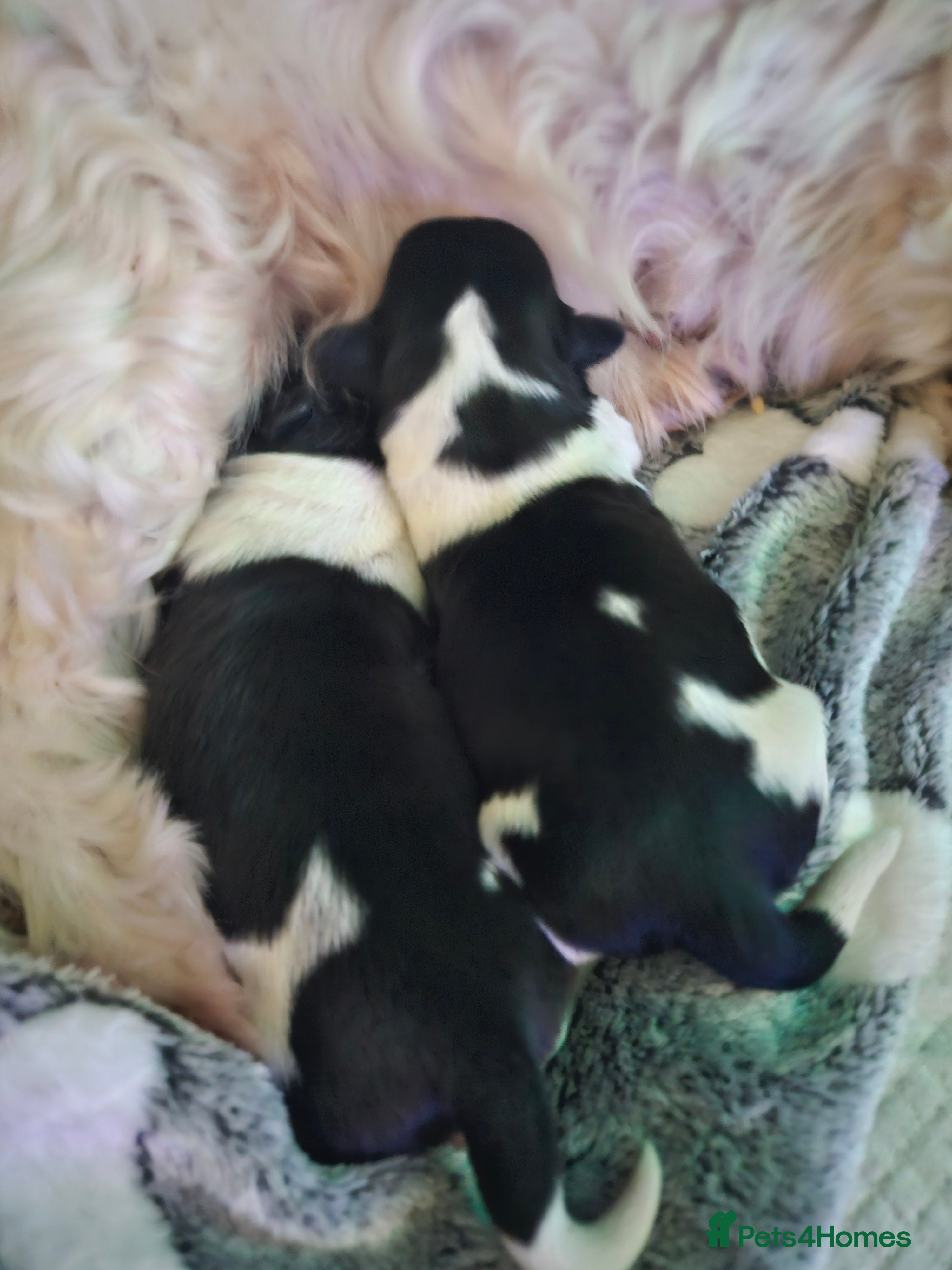 Shih Tzu dogs 💞 Gorgeous Shih Tzu Boy Puppies 💞 - Advert 1