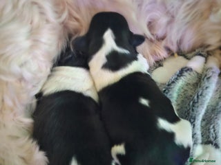 Shih Tzu dogs 💞 Gorgeous Shih Tzu Boy Puppies 💞 - Advert 1