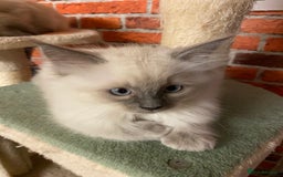 Ragdoll cats for sale: Ragdoll kittens boys and girls - Image 24
