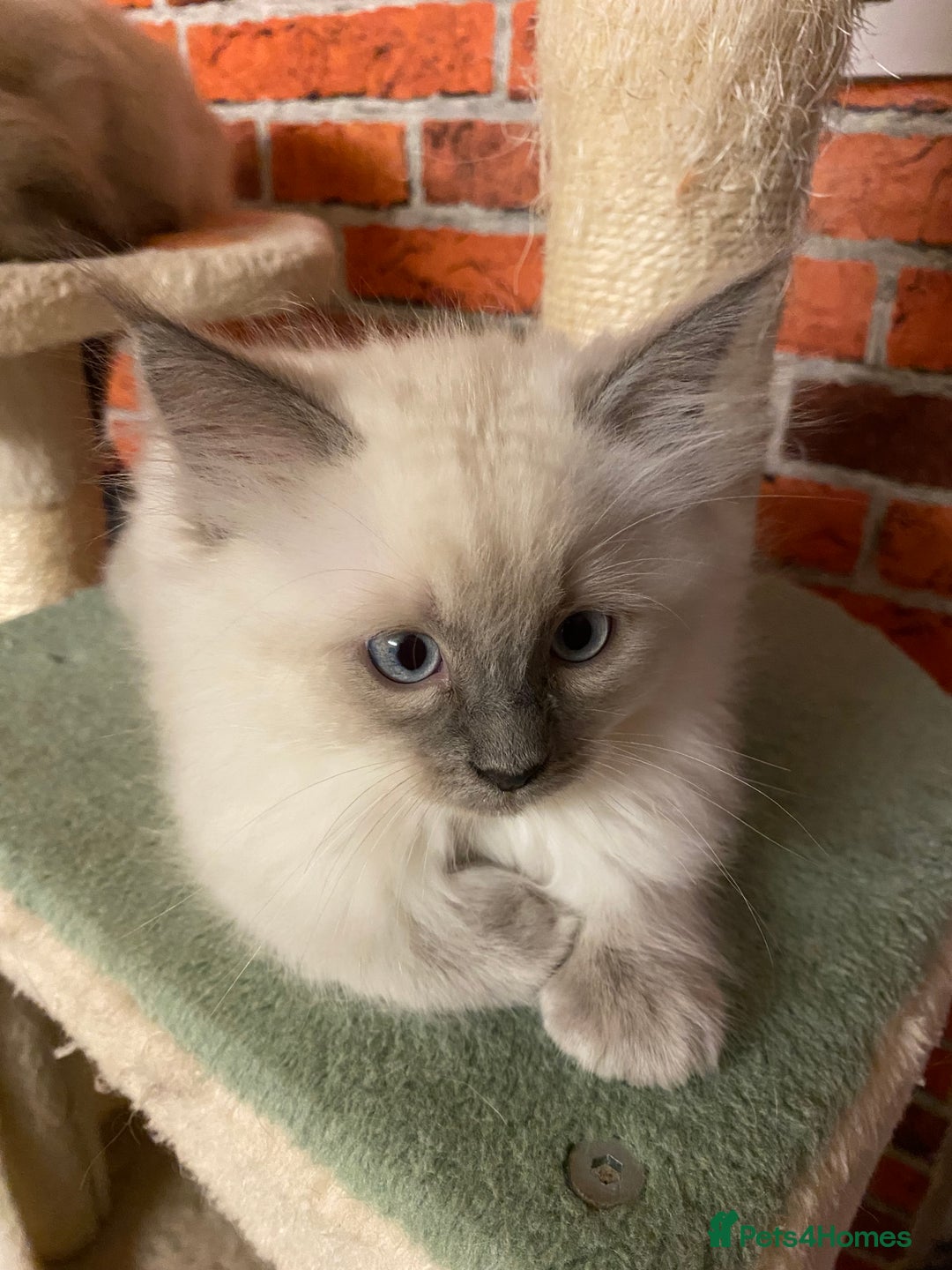 Ragdoll cats for sale: Ragdoll kittens boys and girls - Image 24