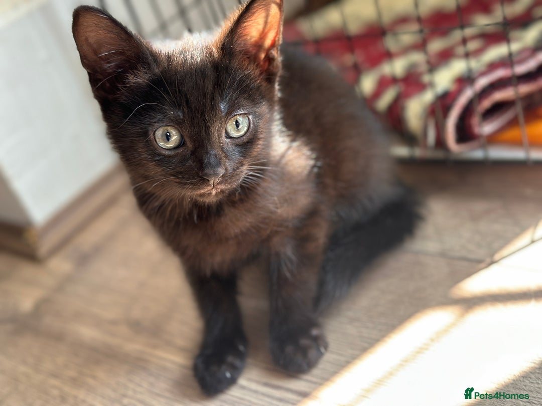 Mixed Breed cats for sale: ❤️ Burmese/White Russian Mixed (kittens) 4 Left - Image 3