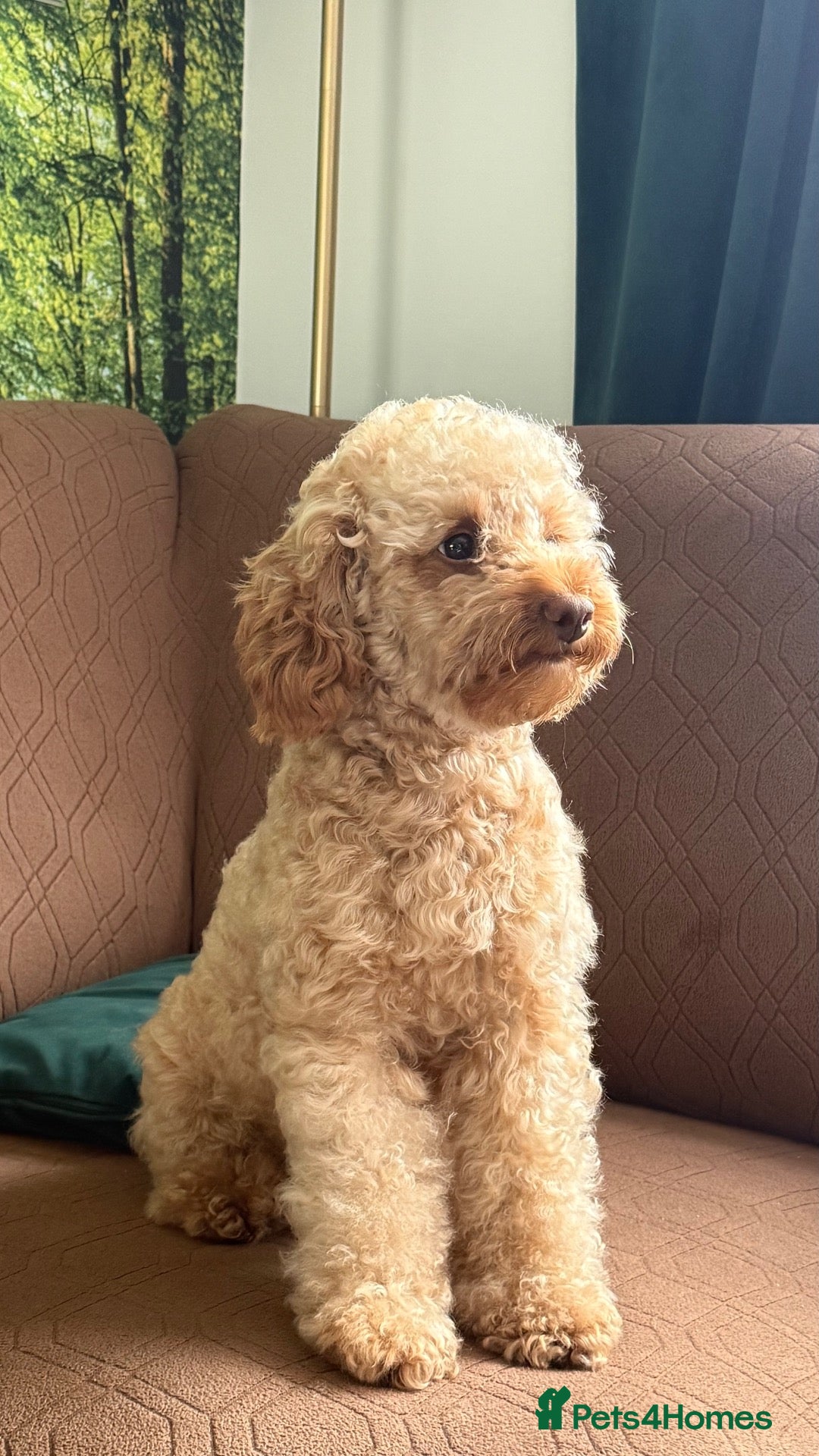 Cavapoo dogs Beautiful F1b Cavapoo Puppies ❤️ - Advert 1