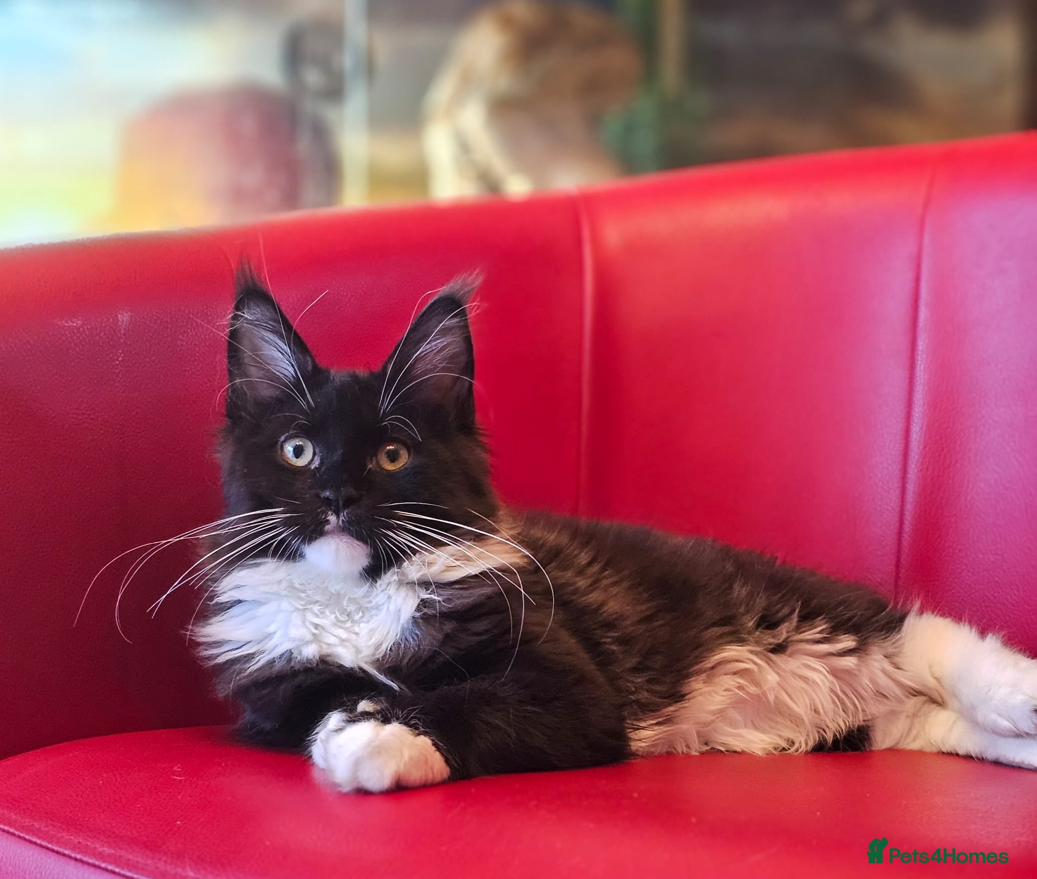 Maine Coon cats BLUE AND WHITE Maine Coons **last one left** - Advert 13