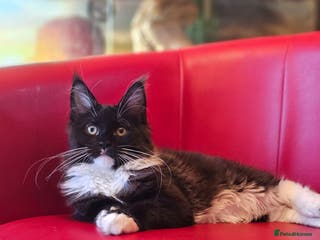 Maine Coon cats BLACK AND WHITE Maine Coons **last one left** - Advert 5