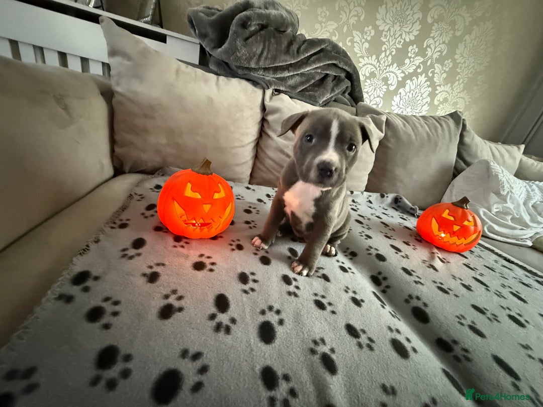 Staffordshire Bull Terrier dogs for sale: Beautiful Staffordshire bull terrier puppies  - Image 9