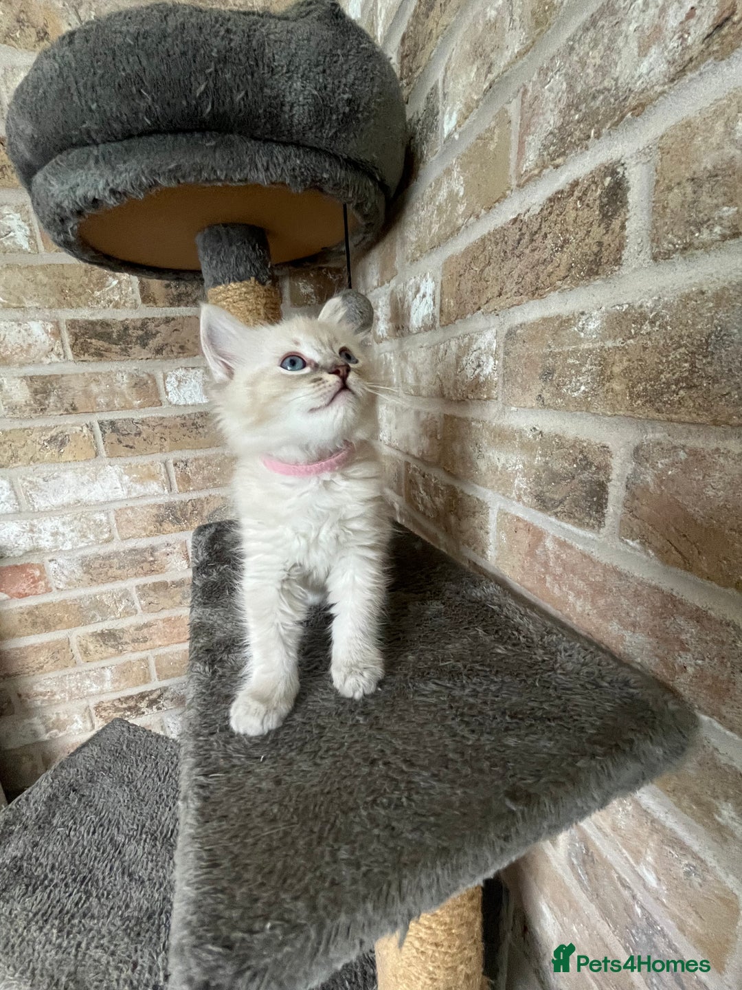 Ragdoll cats for sale: One female Ragdoll left  in Cambridge - Image 11