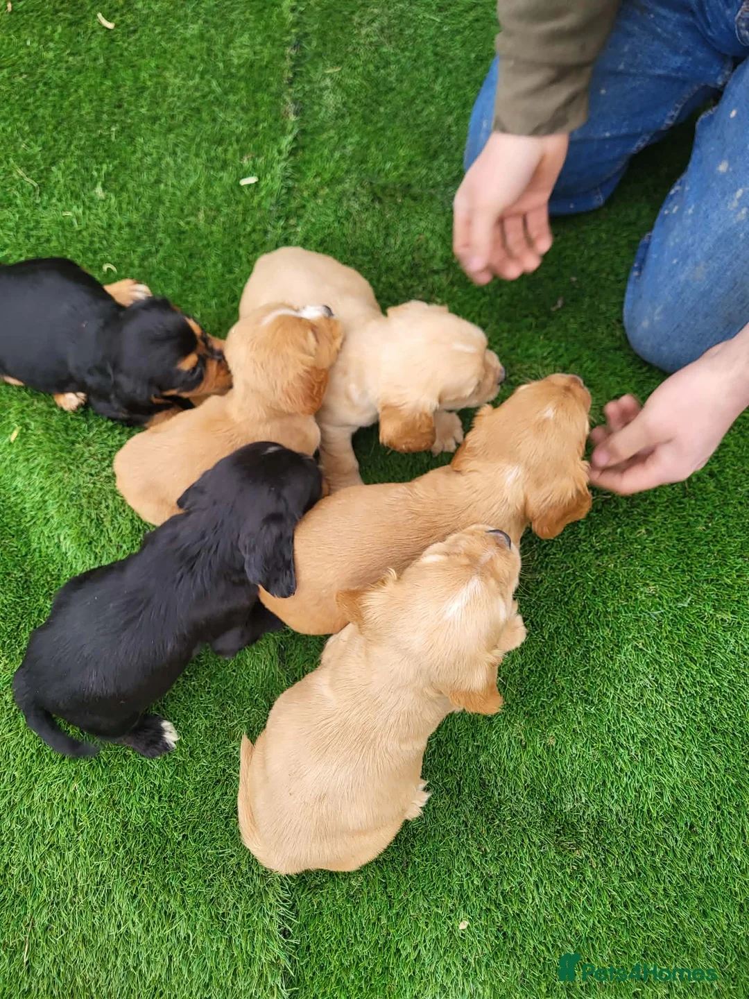 Cocker Spaniel dogs for sale: Cocker spaniel  - Advert 4