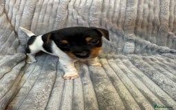 Jack Russell dogs for sale: Pure bred merle short legged jack Russell  - Image 4