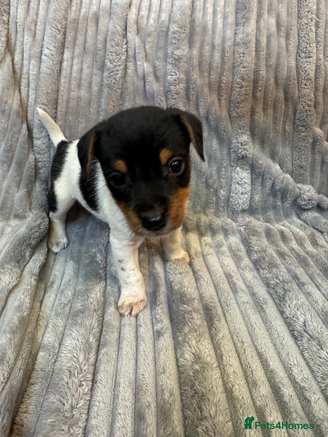 Jack Russell dogs for sale: Pure bred merle short legged jack Russell  - Image 4