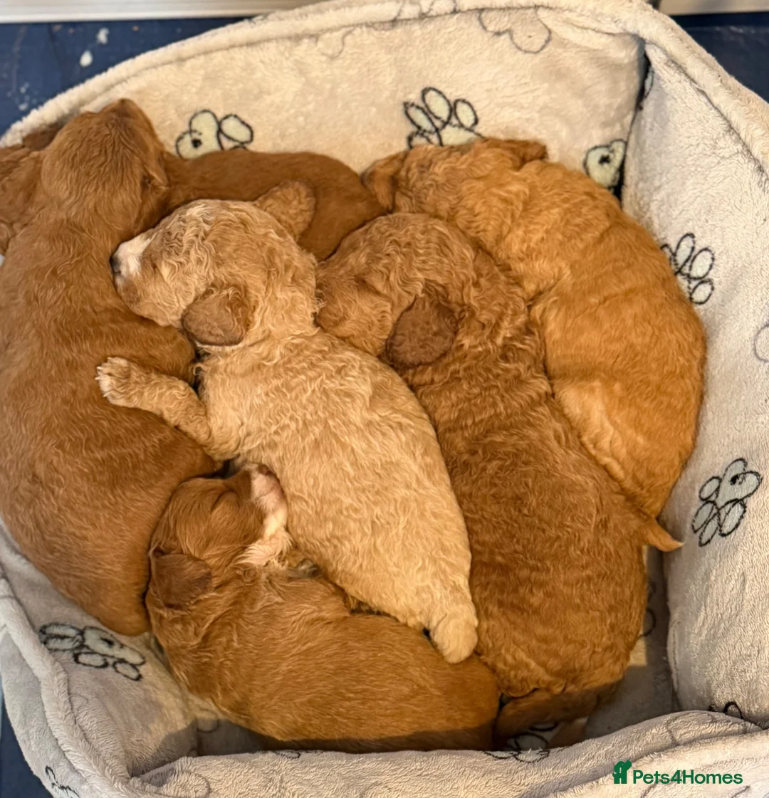 Goldendoodle dogs for sale: Beautiful Golden Doodle puppies 3 boys 3 girls  in Stoke-on-Trent - Advert 2