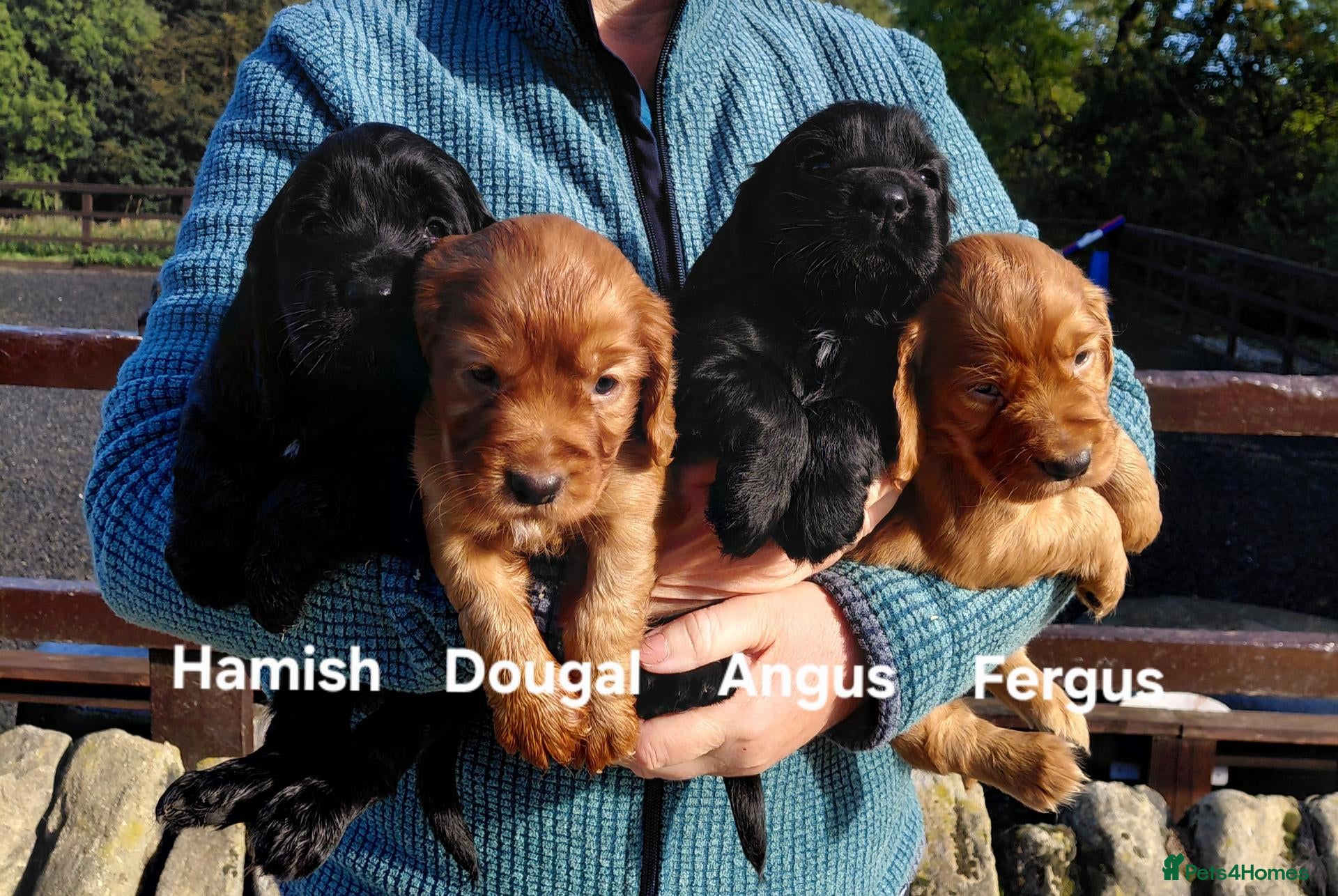 Cocker Spaniel dogs Fully Health Tested KC Reg Working Cocker Spaniels - Advert 15