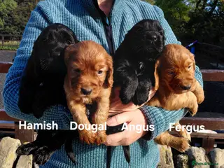 Cocker Spaniel dogs Fully Health Tested KC Reg Working Cocker Spaniels - Advert 15