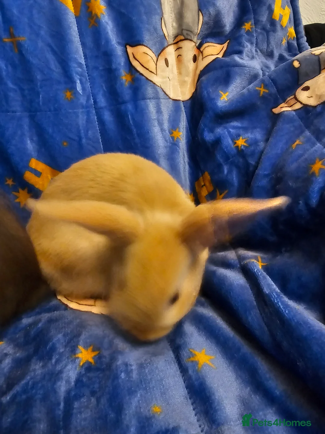 Mixed Breed rabbits for sale: 3 baby bunnies ready for their forever home - Advert 20