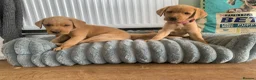 Labrador Retriever dogs for sale: Adorable KC Labrador puppies 🐾 - Advert 13