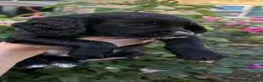 Cocker Spaniel 3