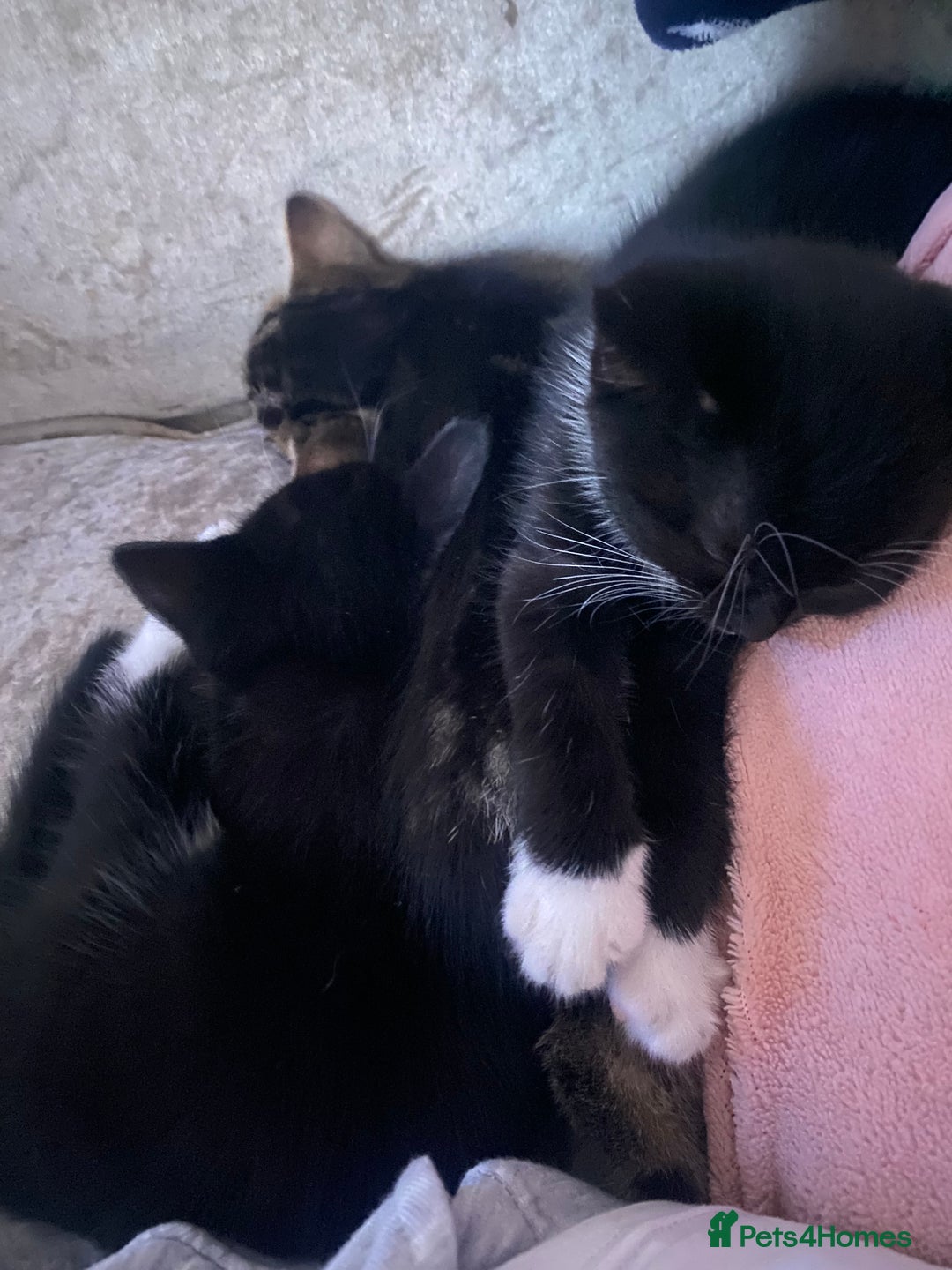 Mixed Breed cats for sale: 2 girls left and ready for new home today  in Mansfield - Image 6