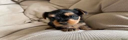 Yorkshire Terrier dogs for sale: Adorable Yorkshire Terrier Puppies 🐾❤️ - Advert 10