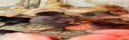 Chickens poultry for sale: Chicks, Pekin Bantams, Serama, Olive Eggers - Advert 2