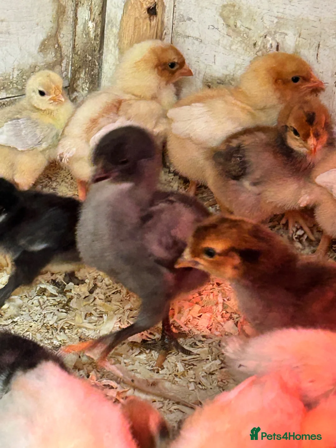 Chickens poultry for sale: Chicks, Pekin Bantams, Serama, Olive Eggers - Advert 2