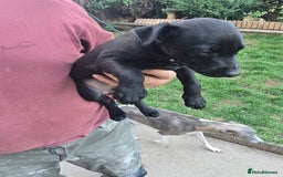 Mixed Breed dogs for sale:  Whippet × Patterdale Dog Pups - Image 8