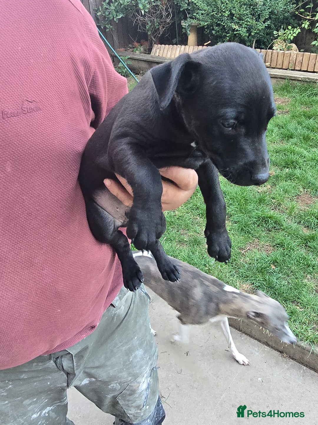 Mixed Breed dogs for sale:  Whippet × Patterdale Dog Pups - Image 8