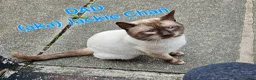 Mixed Breed cats for sale: Tonkinese cross kittens  - Advert 2