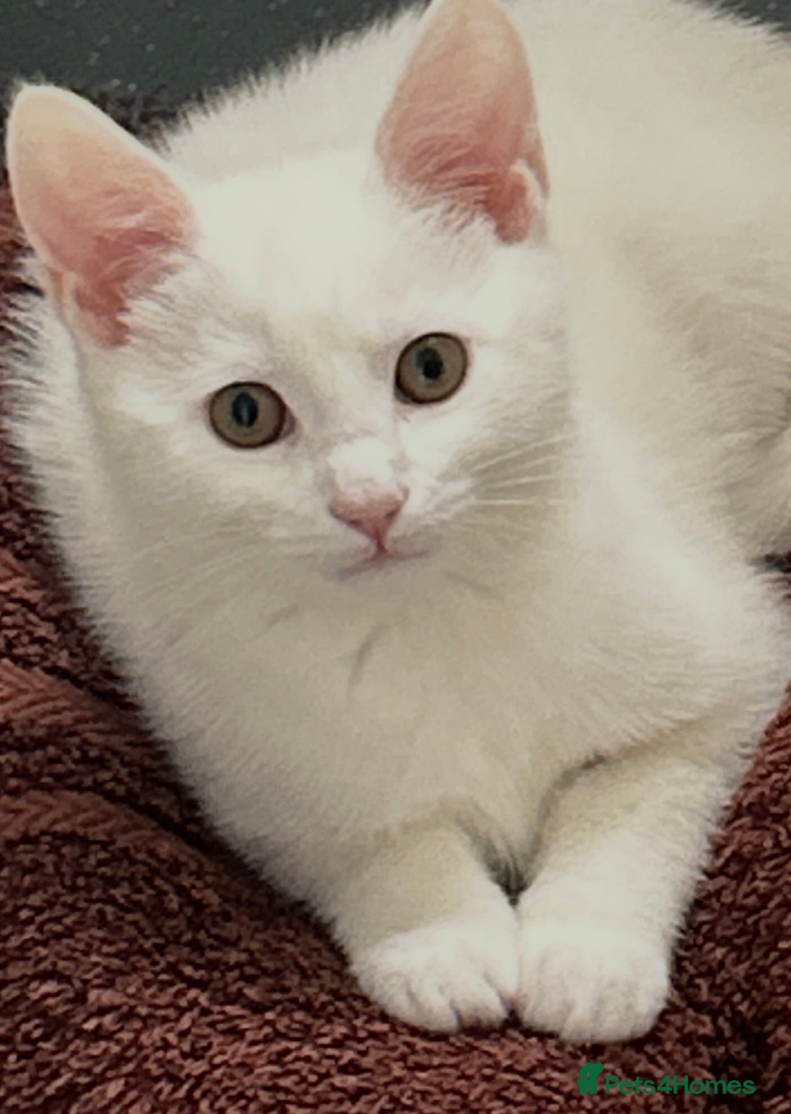 Mixed Breed cats 12 WEEK WHITE GIRL KITTEN £120 - Advert 6
