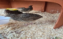Mixed Breed birds for sale: Coturnix quail free to good home  in Middlesbrough - Image 7