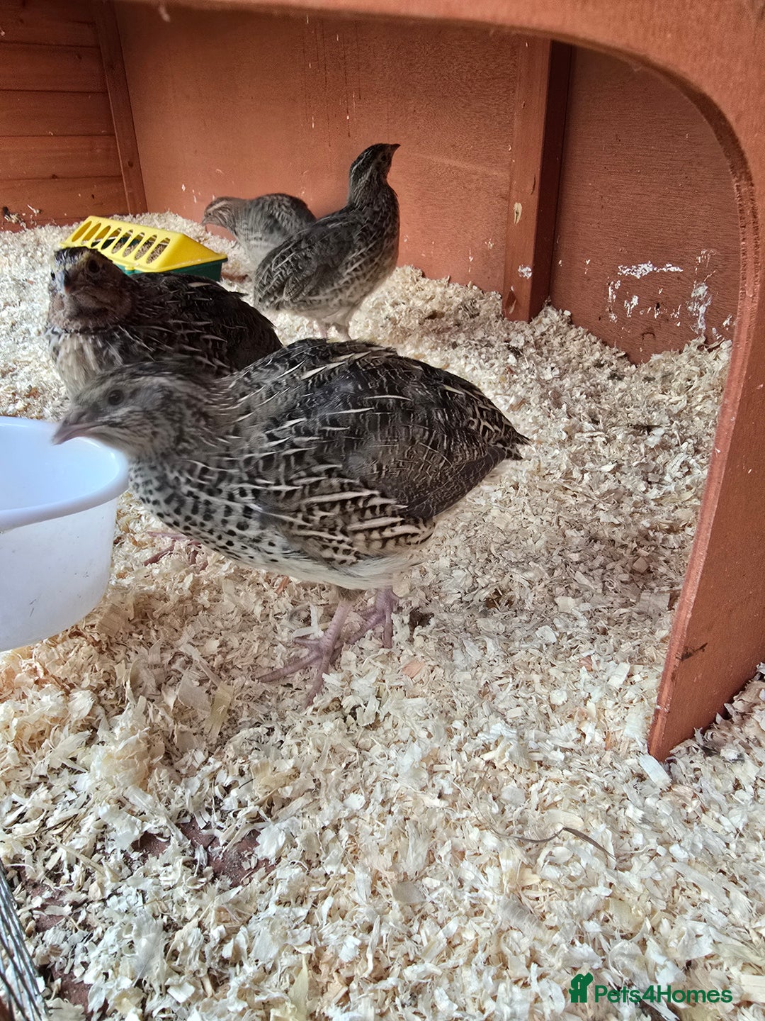 Mixed Breed birds for sale: Coturnix quail free to good home  in Middlesbrough - Image 7