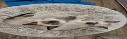Siamese cats for sale: Stunning siamese kittens - Advert 6
