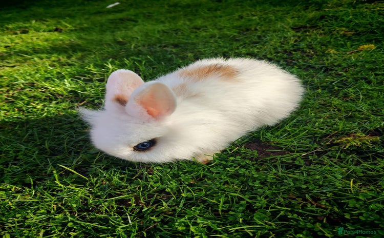 Mini Lion Lop rabbits Four Mini Lion Lops - Advert 1