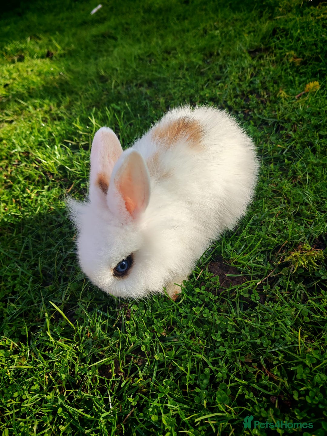 Mini Lion Lop rabbits for sale: Four Mini Lion Lops - Advert 1