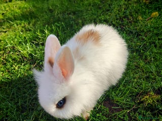 Mini Lion Lop rabbits Four Mini Lion Lops - Advert 1