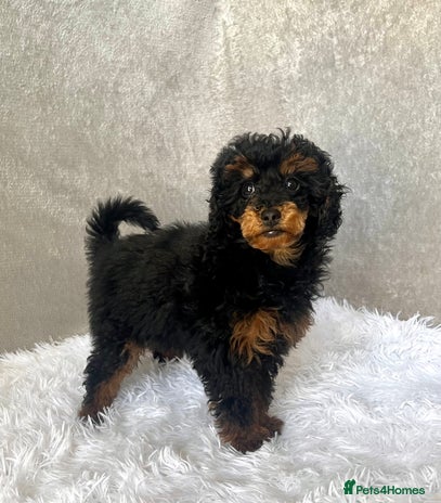 Miniature Poodle dogs in Brixham - Advert 12