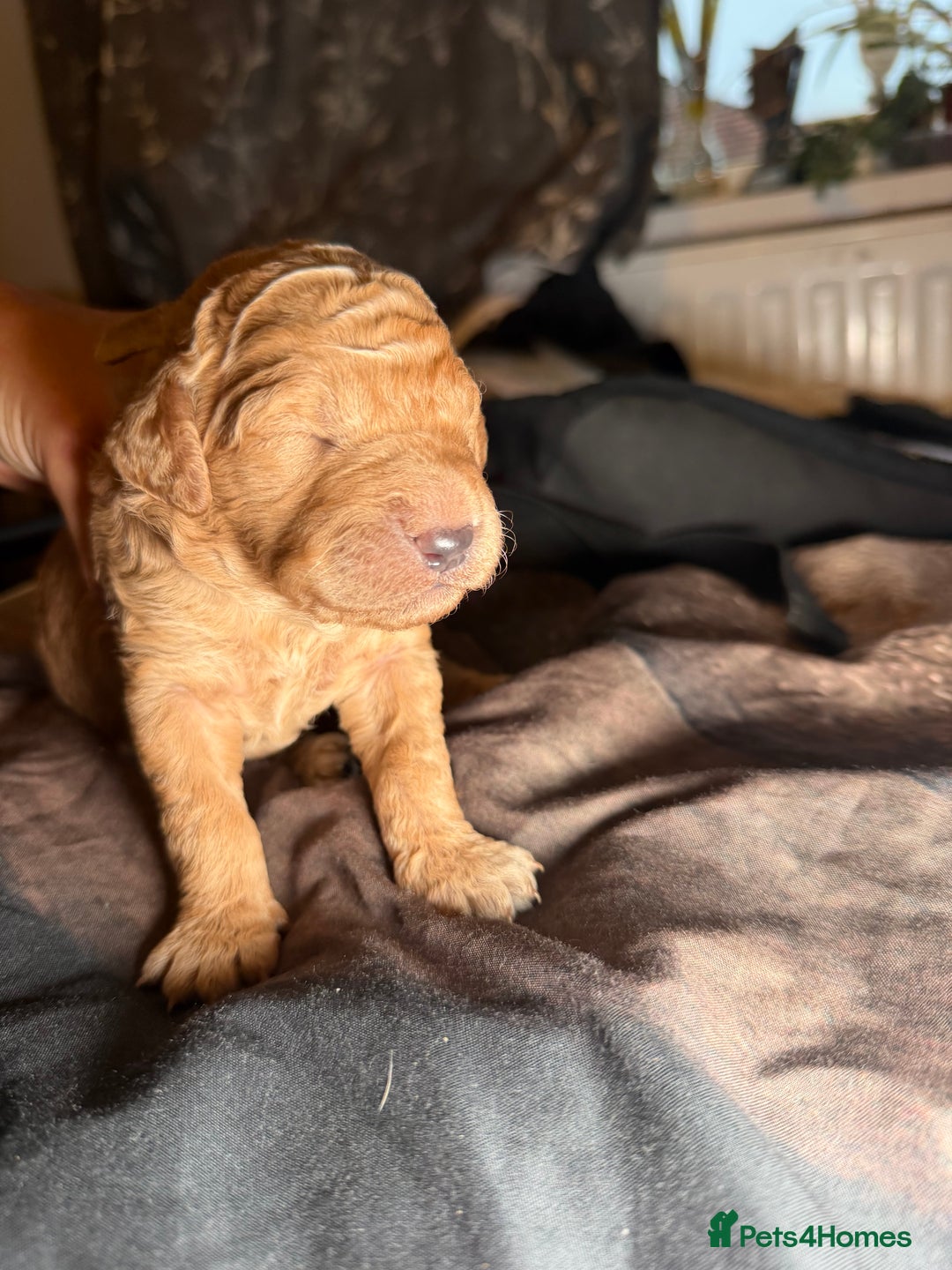 Goldendoodle dogs for sale: Beautiful Rainbow Litter of Goldendoodles - Advert 6