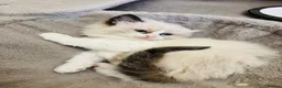 Ragdoll cats for sale: Ragdoll kittens  - Advert 26
