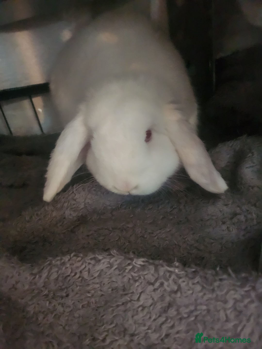 English Lop rabbits for sale: Mini lop - Image 4