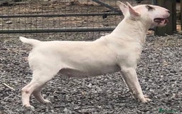 English Bull Terrier dogs for sale: English Bull Terrier Puppies - Image 2