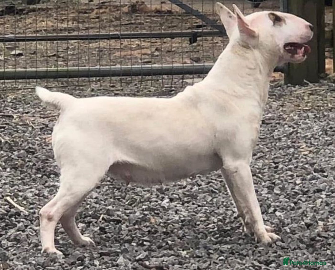 English Bull Terrier dogs for sale: English Bull Terrier Puppies - Image 2