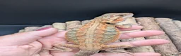 Bearded Dragon reptiles for sale: Bearded dragon - Advert 1