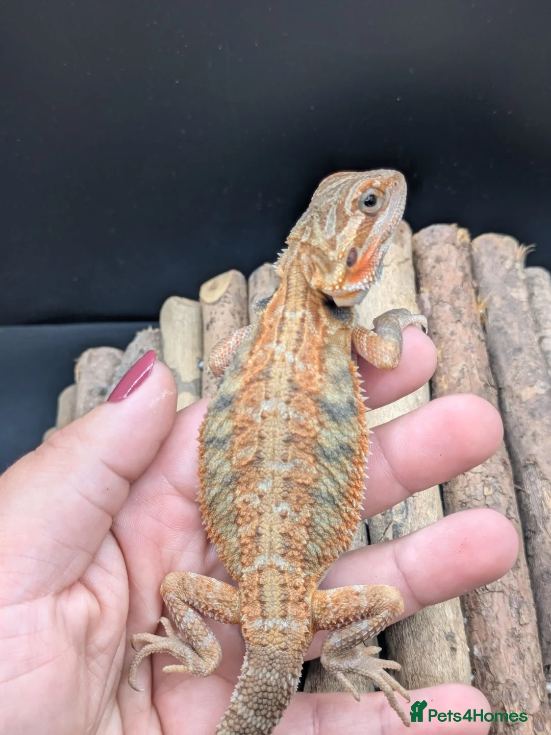 Bearded Dragon reptiles for sale: Bearded dragon - Advert 1