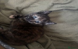 Mixed Breed cats for sale: 4 gorgeous kittens - Image 14