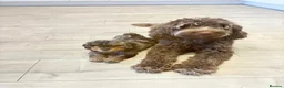 Cockapoo dogs for sale: Adorable Cockapoo puppy in Manchester - Advert 2
