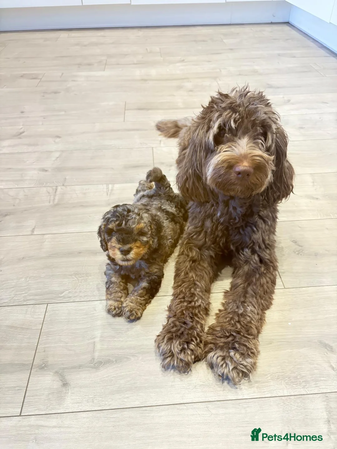 Cockapoo dogs for sale: Adorable Cockapoo puppy in Manchester - Advert 2