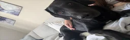 Springador dogs for sale: Female Springador  - Advert 3