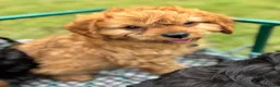 Cavapoo dogs for sale: Black and Tan Cavapoos - Advert 20