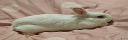 Netherland Dwarf rabbits for sale: Netherland dwarf - Advert 1