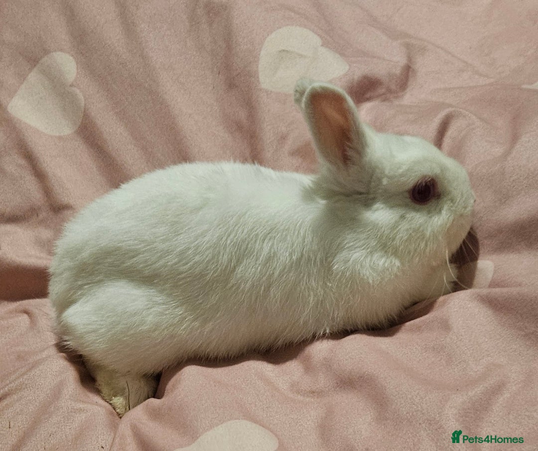 Netherland Dwarf rabbits for sale: Netherland dwarf - Advert 1